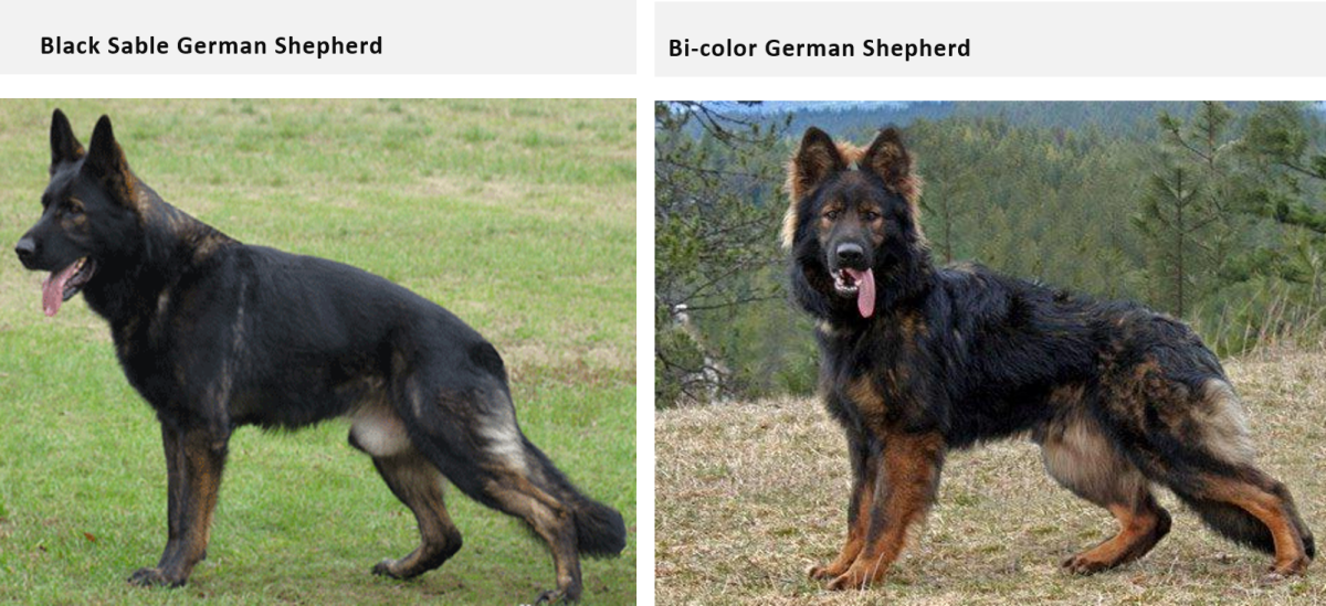 black and silver german shepherd puppies