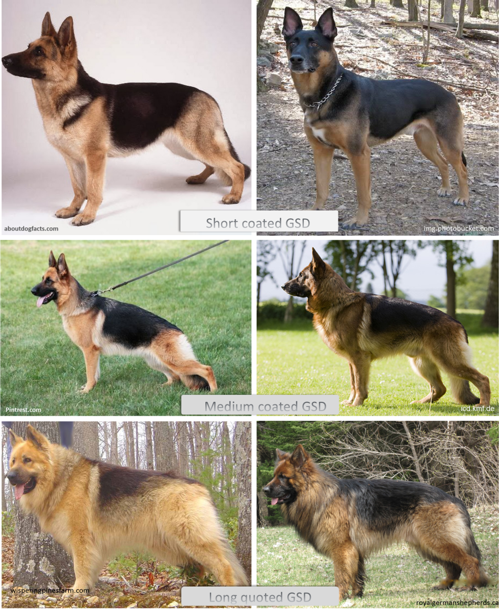 German Shepherd Coat And Color Varieties Pethelpful By Fellow Animal Lovers And Experts