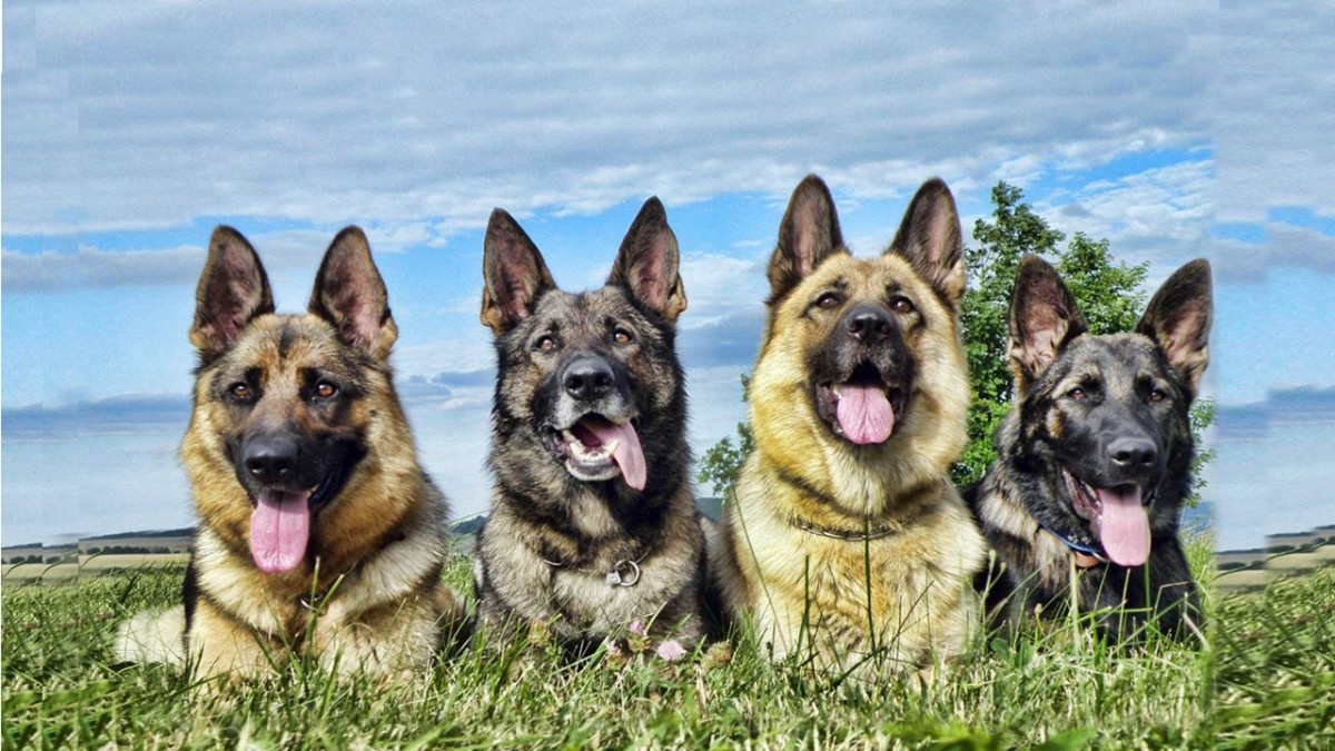 This group of GSDs display a few different colors.