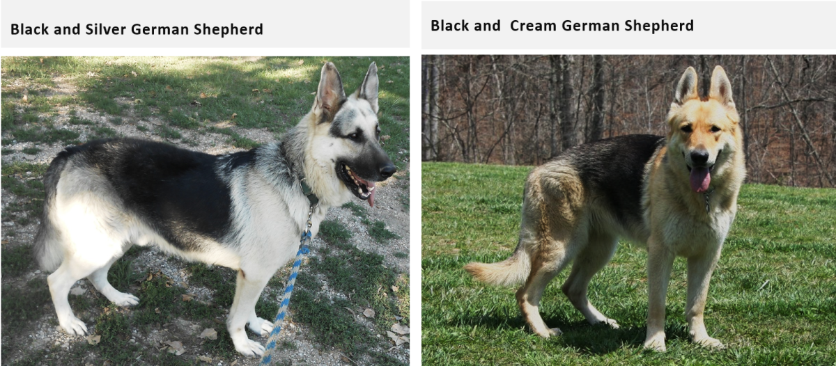 Left: Black and silver. Right: Black and cream.