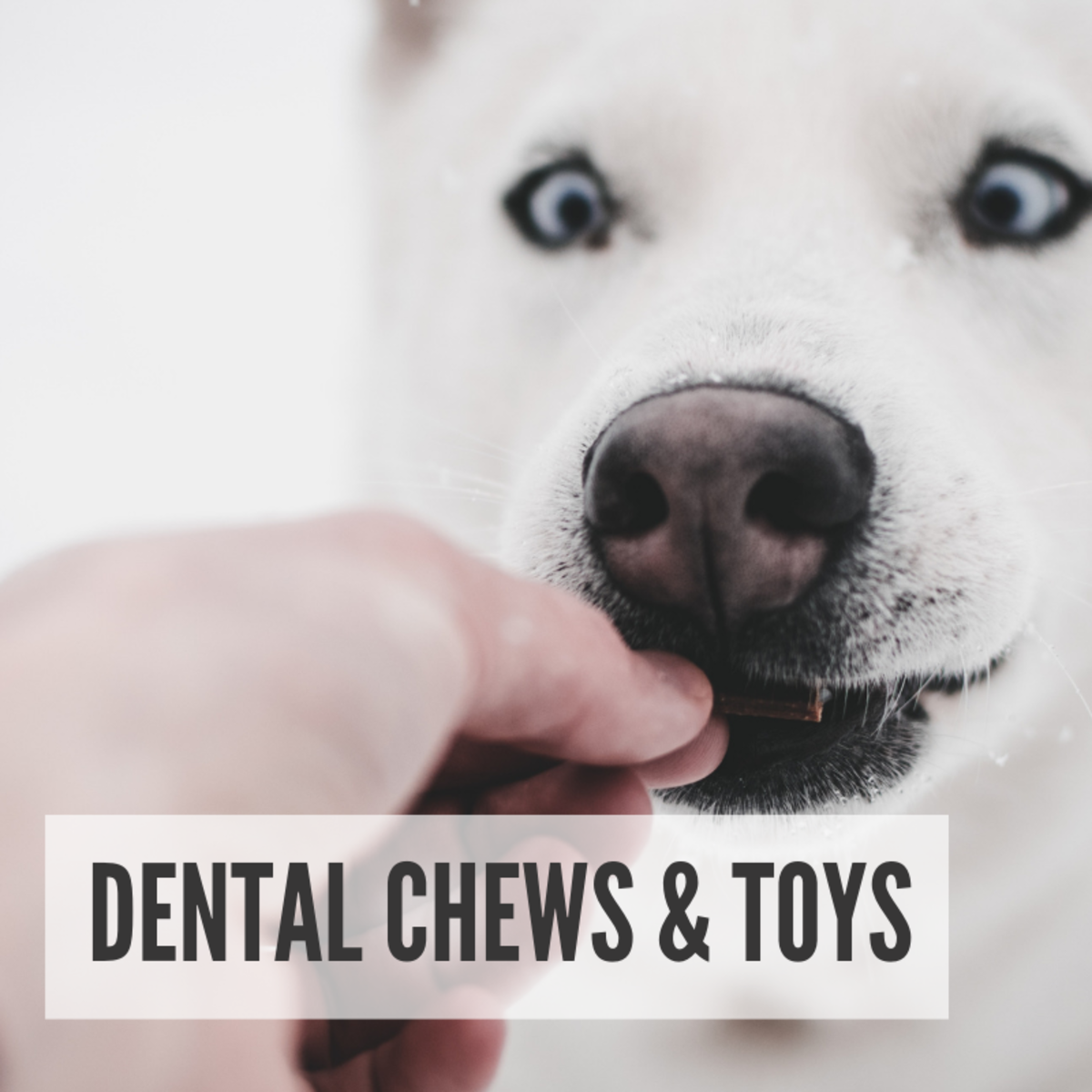 Affordable dog best sale dental care