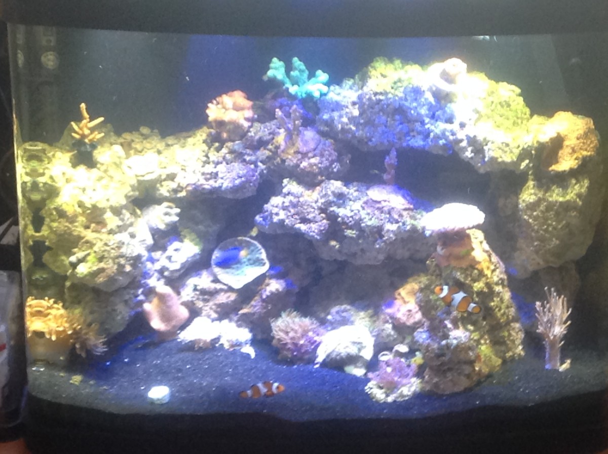 how-to-set-up-and-maintain-your-own-marine-reef-aquarium