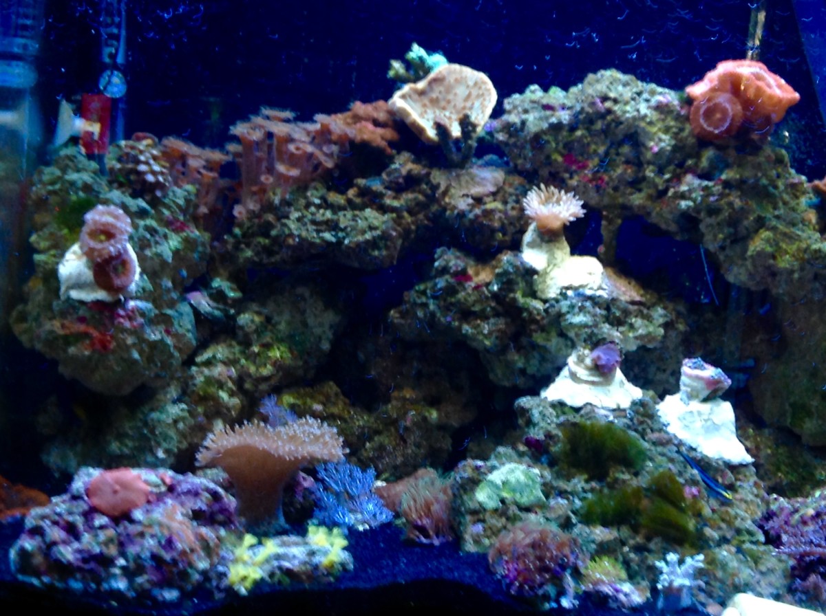 A variety of SPS Corals, including Kenya Tree, Blastomussa, Mushrooms and Duncan grace the author's displayaquarium.