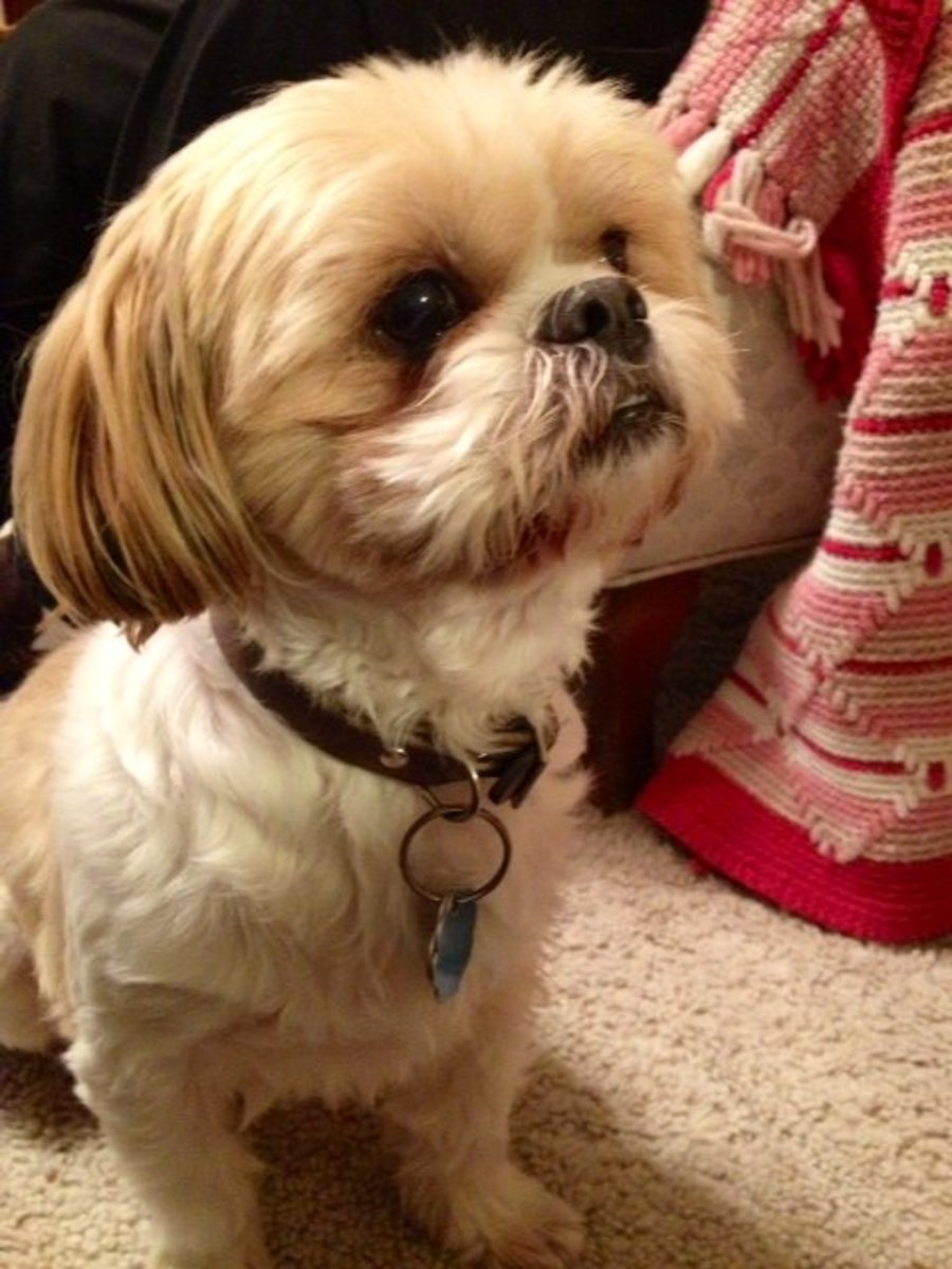 Mo, a Shih tzu, belongs to my parents, and was rescued from a shelter in Missouri.  Isn't he the cutest?  