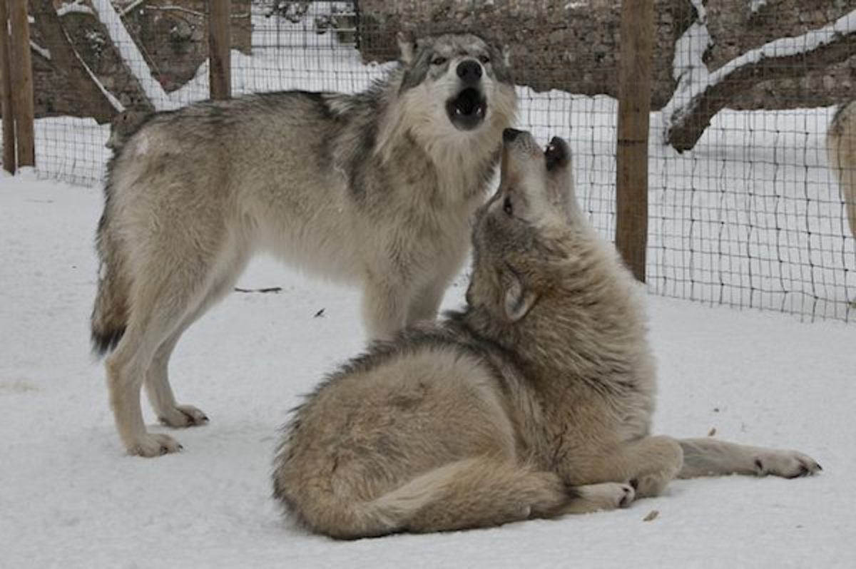 Wolves howling to communicate.