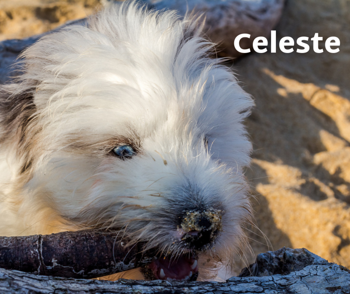 Celeste is derived from the word celestial. Name your girl Celeste if you want an angelic companion. 