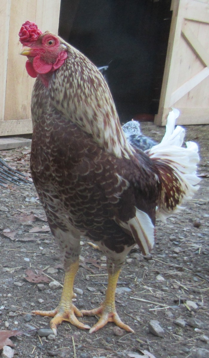 Rags the White Laced Red Cornish rooster
