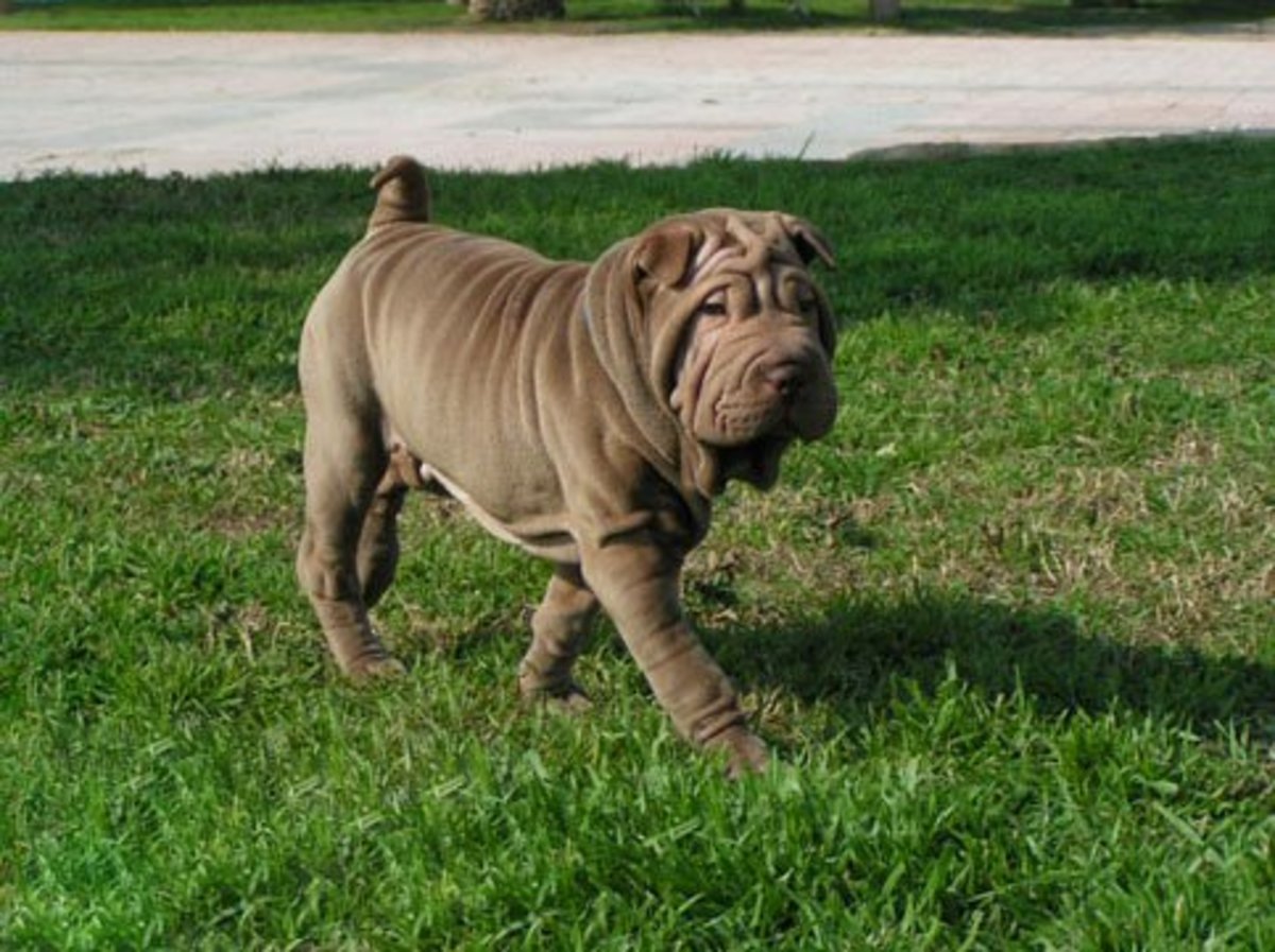 A Shar Pei has many folds when young.