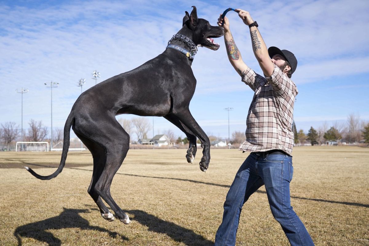 World's Tallest Dog Breeds