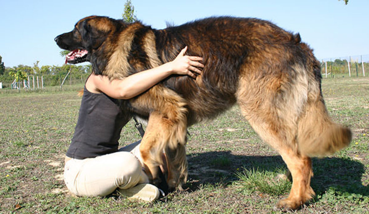 What Are the Top 10 Tallest Dog Breeds? PetHelpful