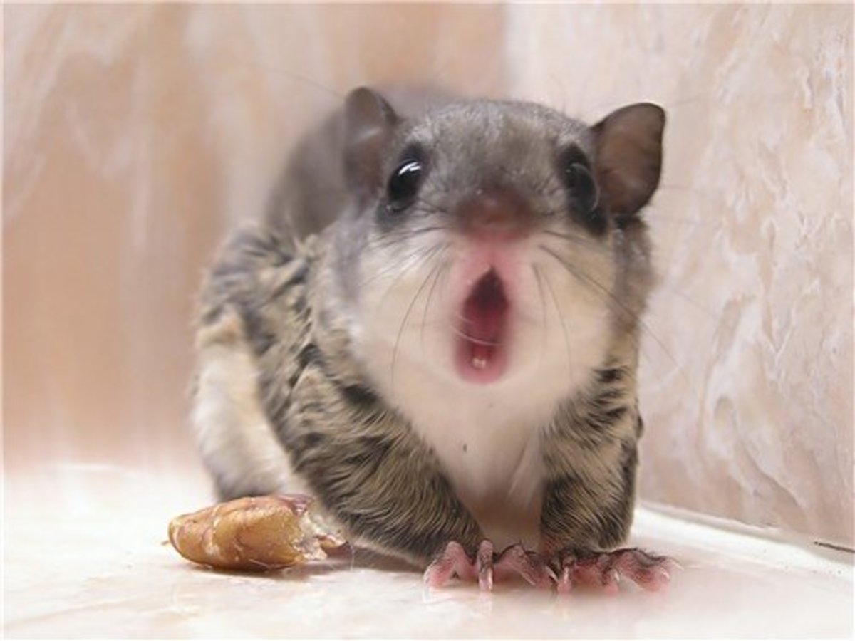 are chinchillas legal pets in australia