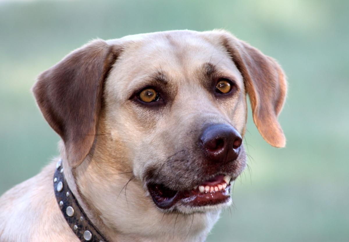 The Top 10 Smartest Dog Breeds And Their Histories PetHelpful