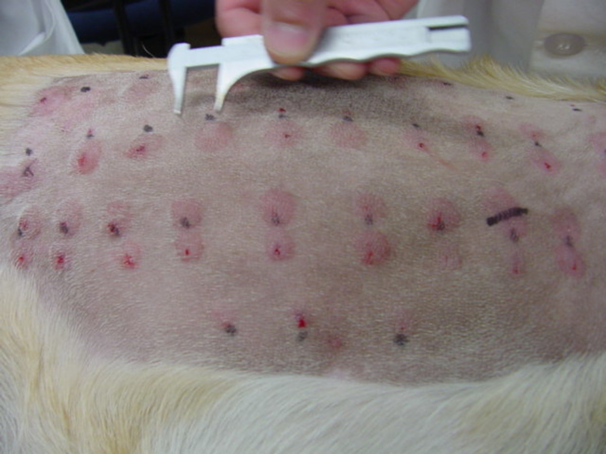 Above: Testing a dog for allergies as they do in human medicine with
transdermal injections.