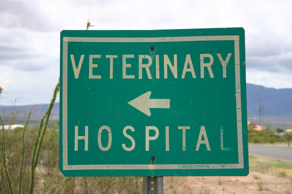 Does your dog need a veterinary specialist?