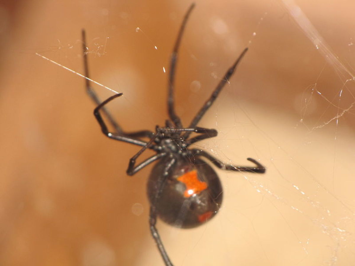 The underside of a widow spider.