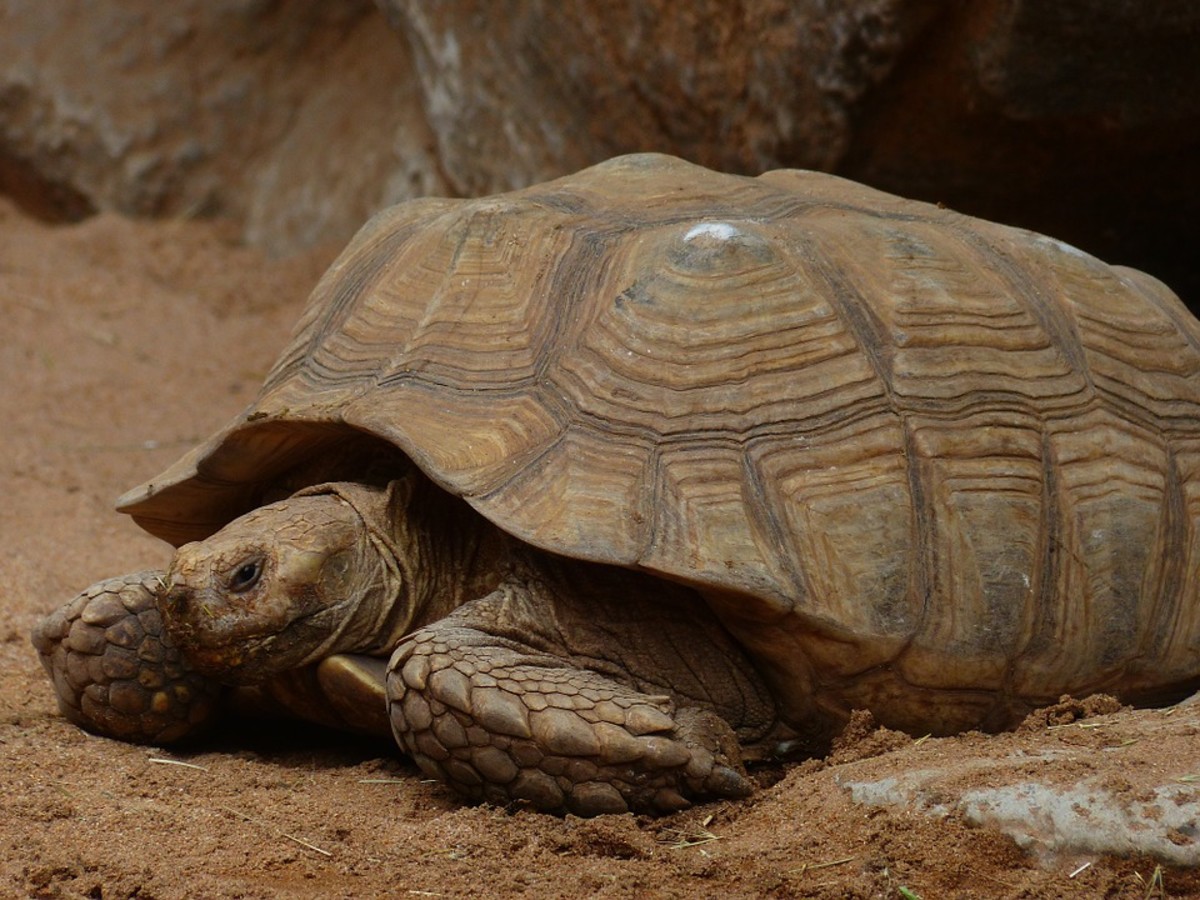 The sulcata tortoise is also known as the African spurred tortoise.