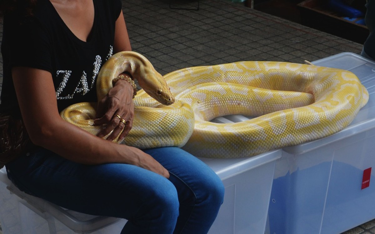 Pythons that get large.