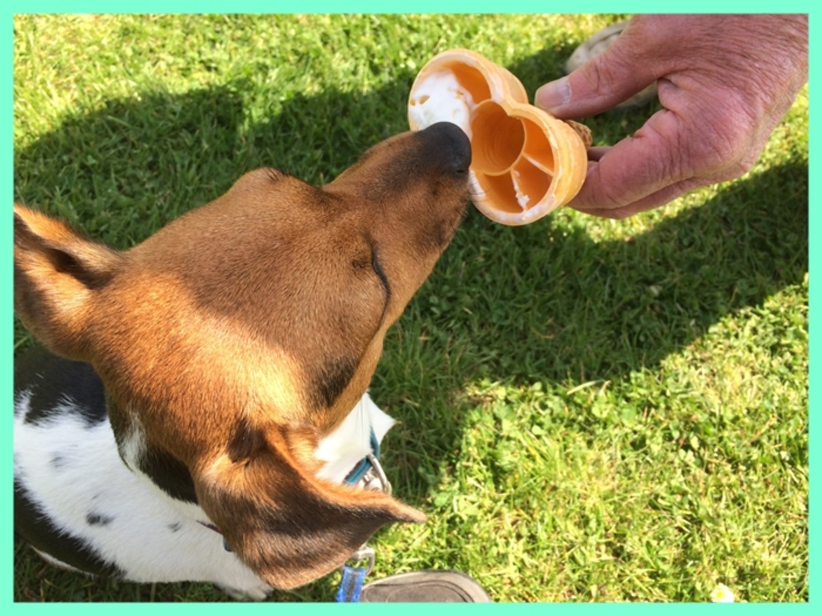 Ellie loves ice cream as an occasional treat and that's okay because we take care of her teeth and gums!