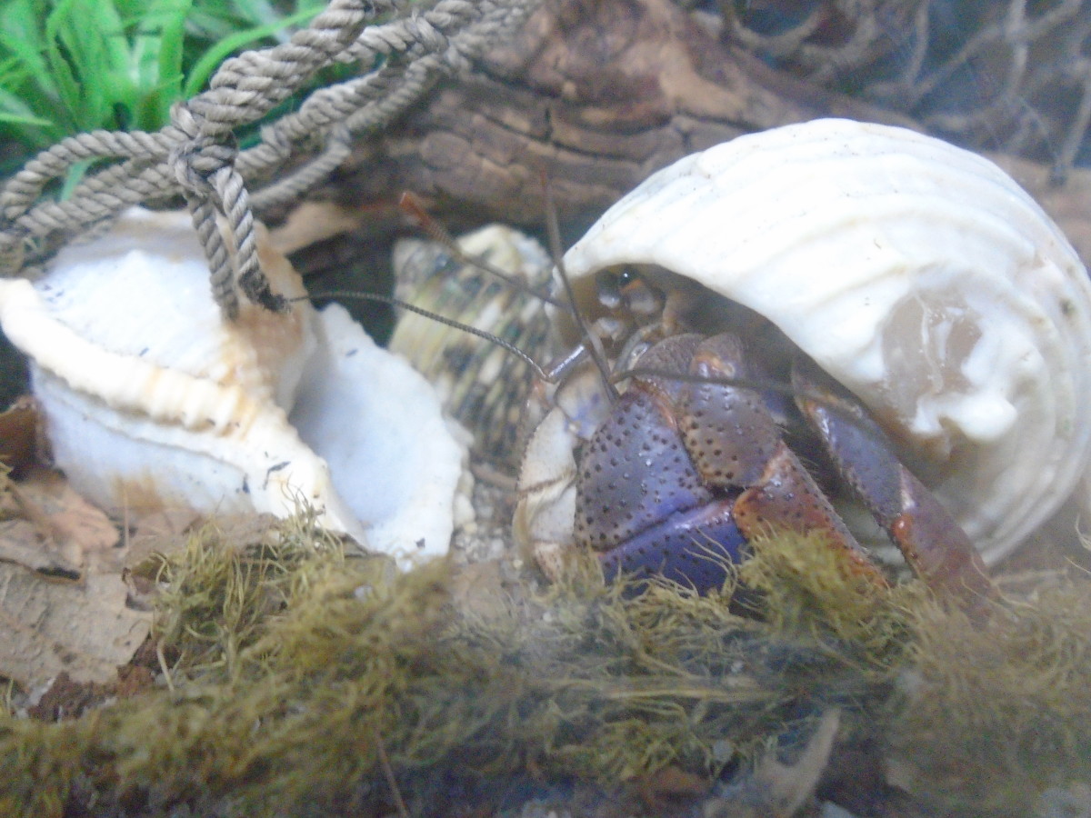 Hermit crabs are fragile and can get stressed if they're removed from their humid environment.