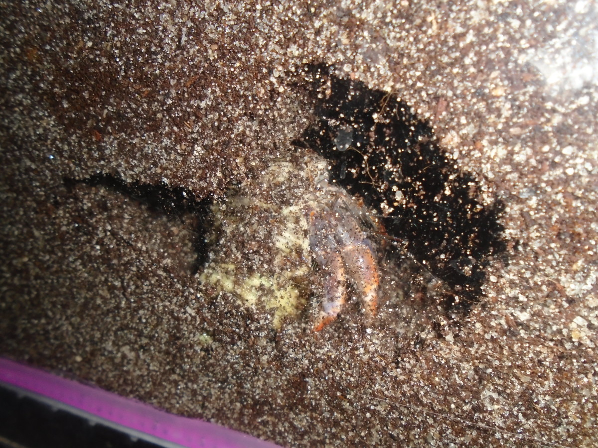 A hermit crab buried in its burrow.