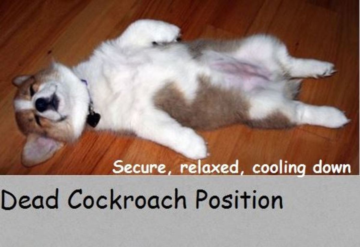 what-your-dogs-sleeping-positions-tell-you-about-him
