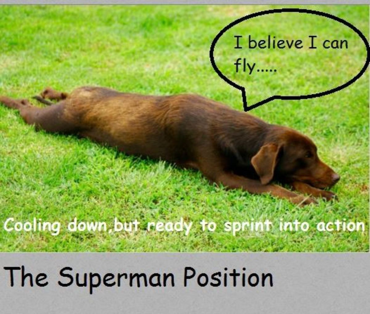 What Your Dog S Sleeping Position Tells You About Them Pethelpful