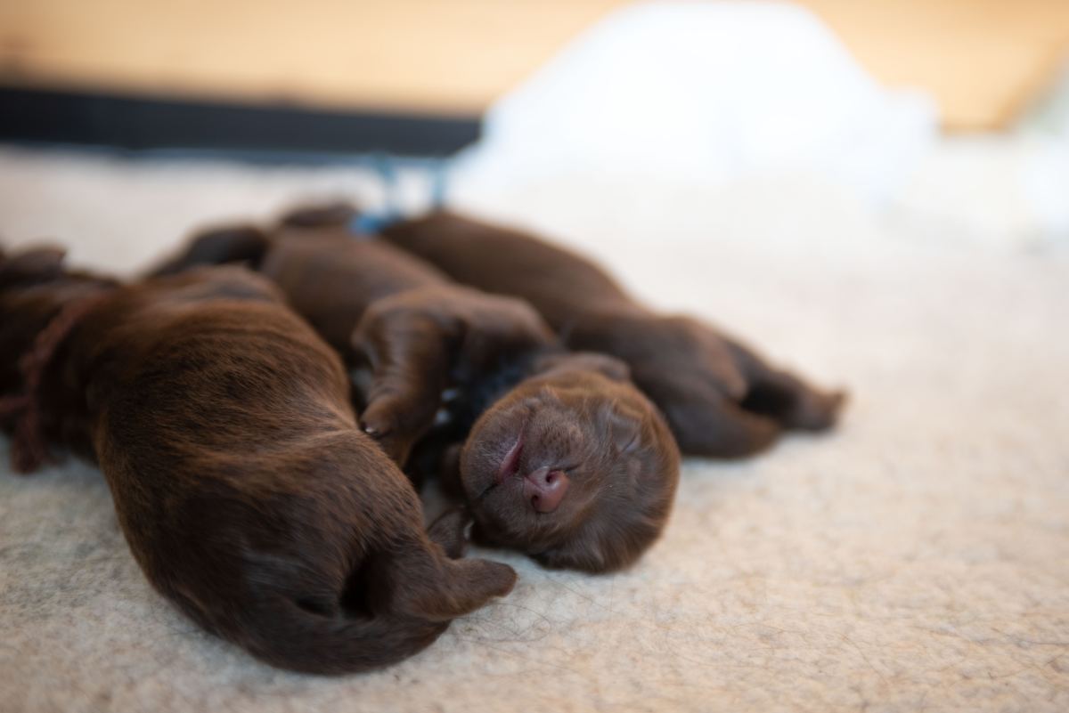 Monitoring new pups—especially runts—for health issues is critical.