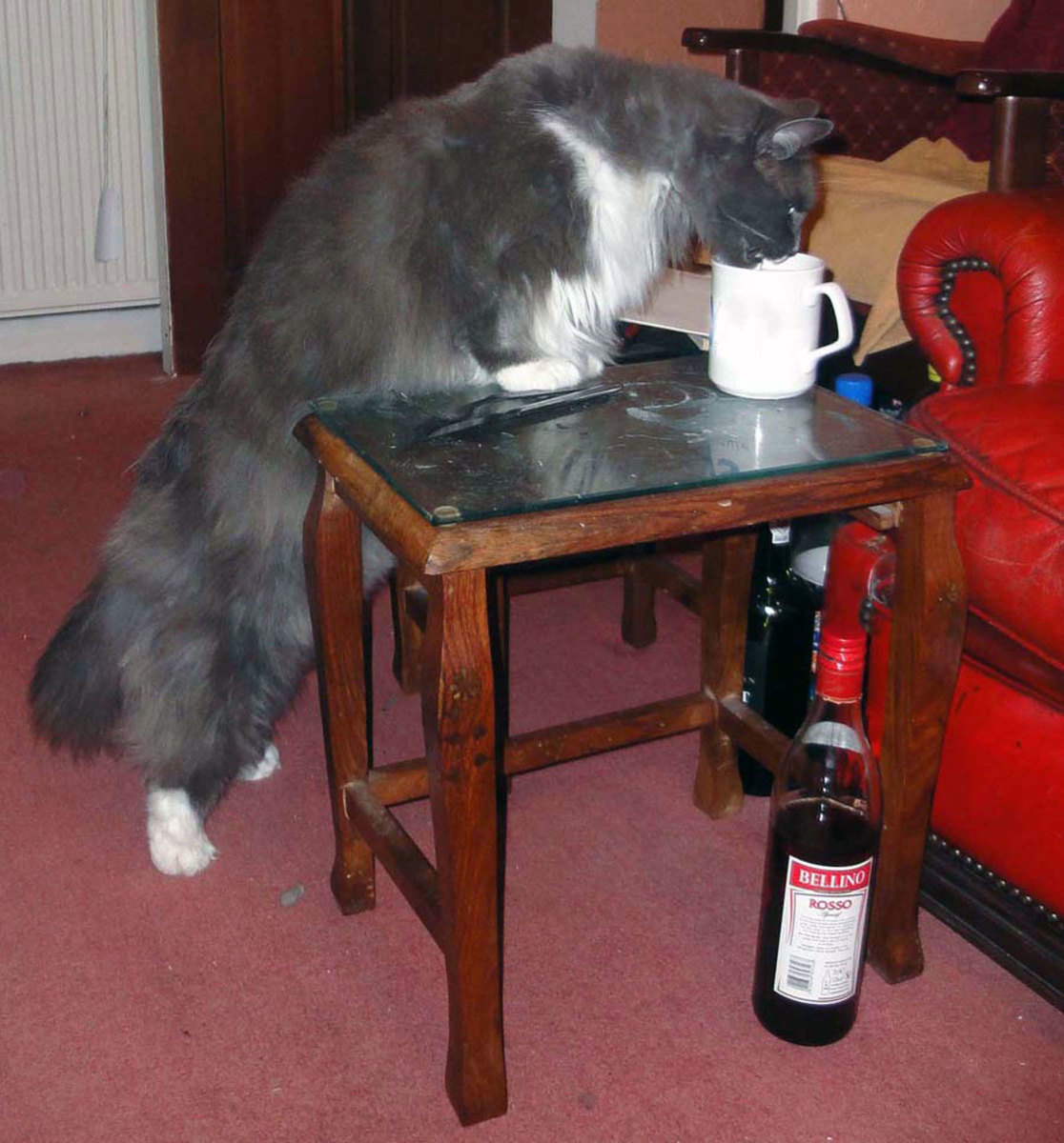 Our Maine Coon, big as a small dog; with wine bottle in foreground as size comparison.
