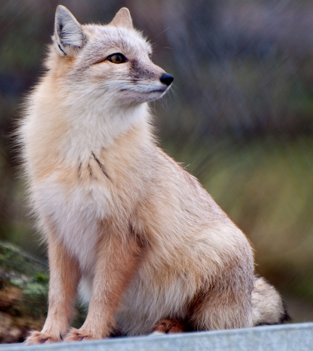 Though some owners find relative success litter training their foxes, it's important to remember that even trained foxes still occasionally urinate to mark their territory—and the smell is extremely pungent and difficult to remove.