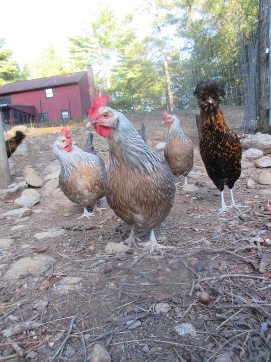 the-ins-and-outs-of-chicken-feed