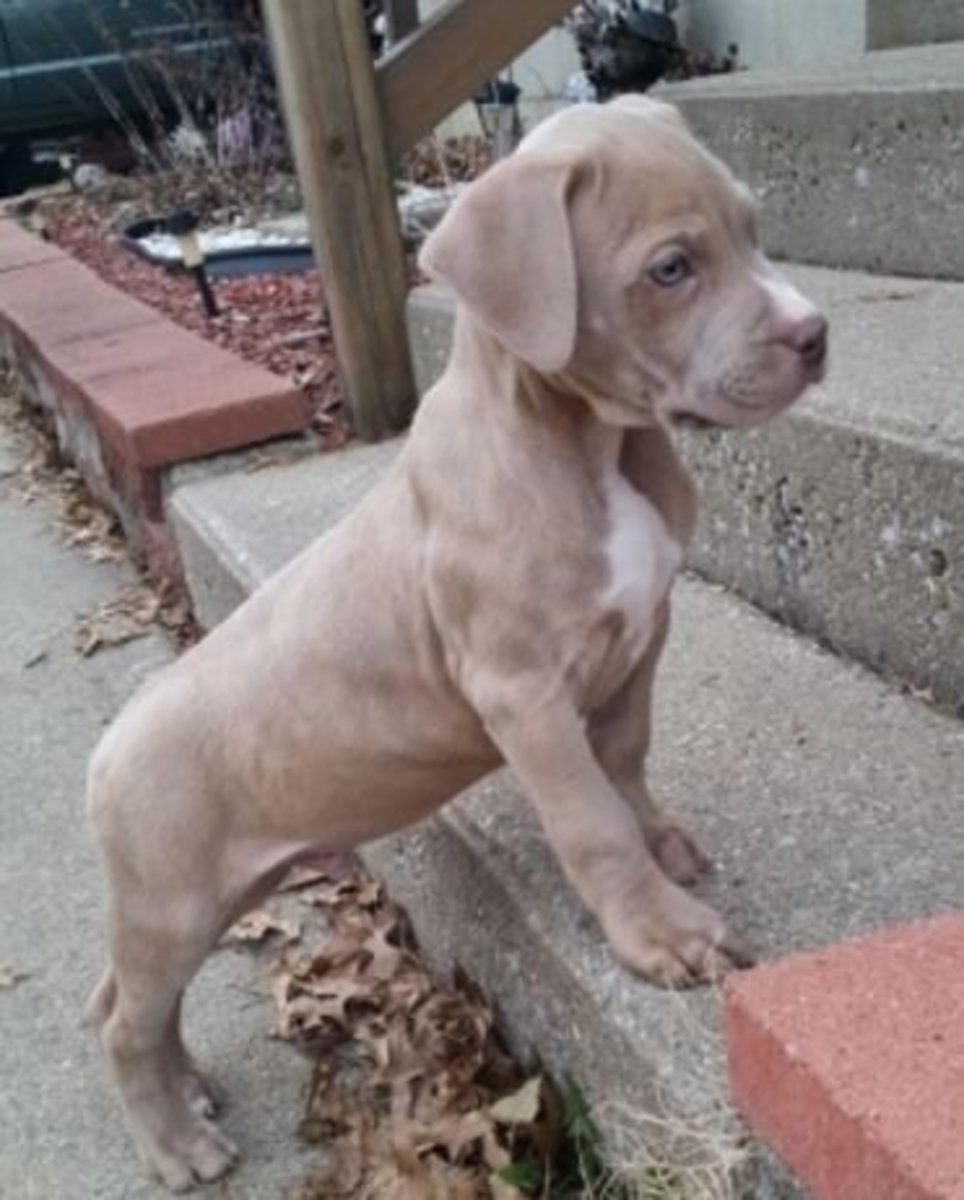 Picture of Blue nose pit bull puppy