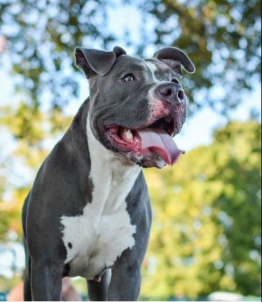 Picture of blue nose pit bull