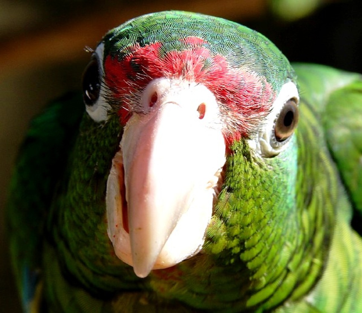 A parrot carefully observes and learns, and you can teach it to converse with you.