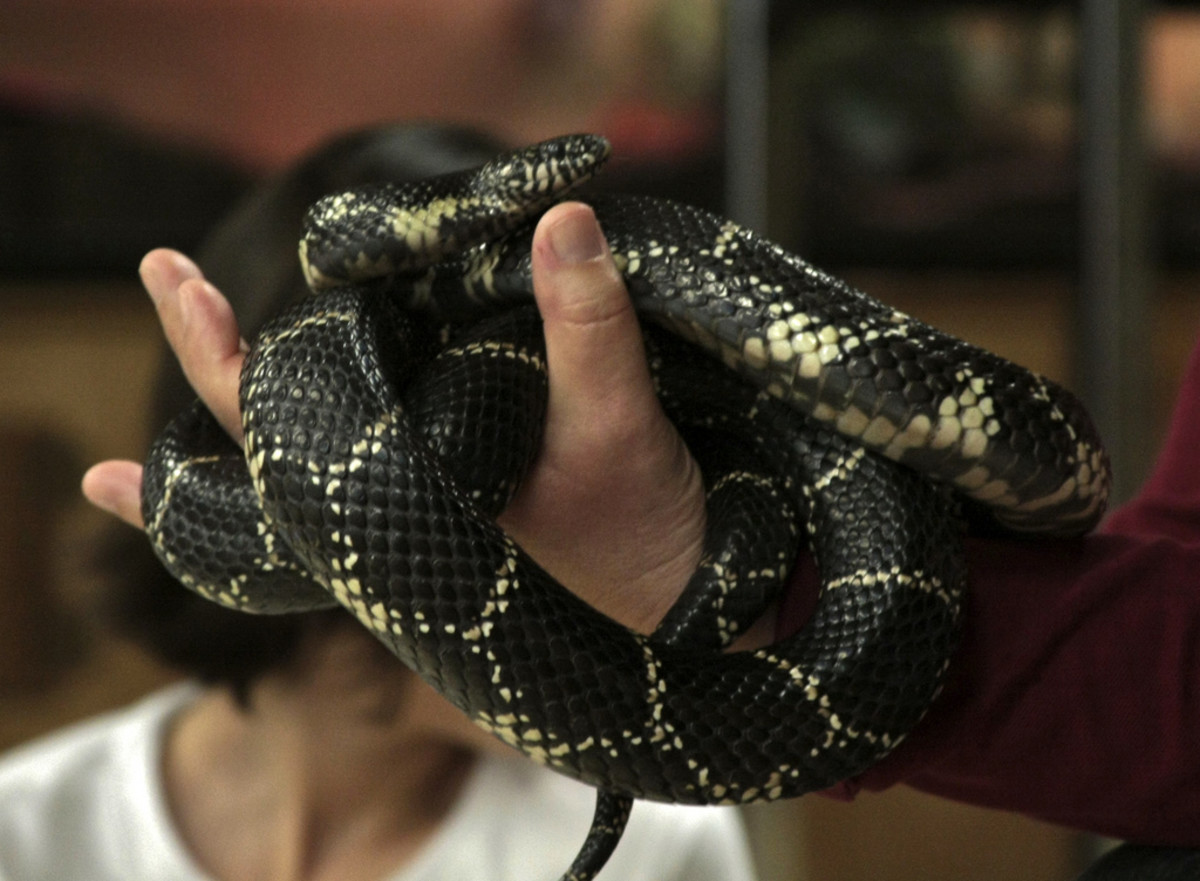 Pet Snakes That You Don’t Need to Feed Rodents PetHelpful By fellow