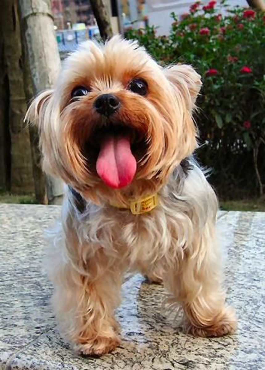 There is never a dull moment when you have a Yorkie as a pet!