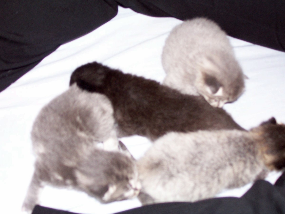 Kittens of Ash, name-from top to bottom and left to right-Misty, Midnight, Dusty, and Salty