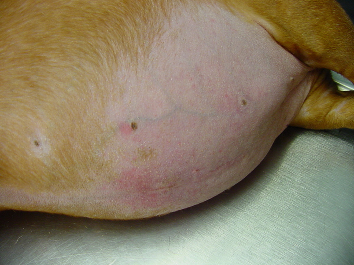 Swollen, pot-bellied appearance of a dog on steroid
treatment