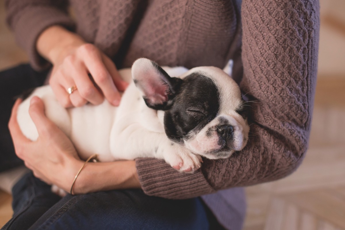 Spending some time cuddling with a sleepy puppy calm calm your nerves and soothe your soul.