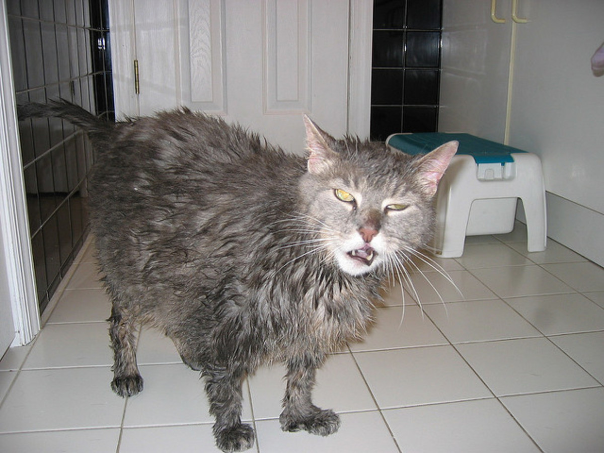 Most cats hate baths, as everyone knows; the worst thing about the dip is, it doesn't get rinsed off. 