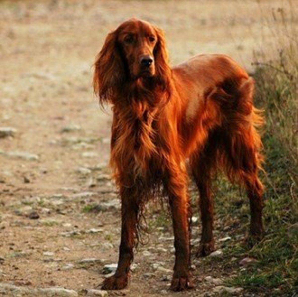 The glamorous Irish Setter is a playful breed with a rollicking temperament that makes an ideal family companion. 