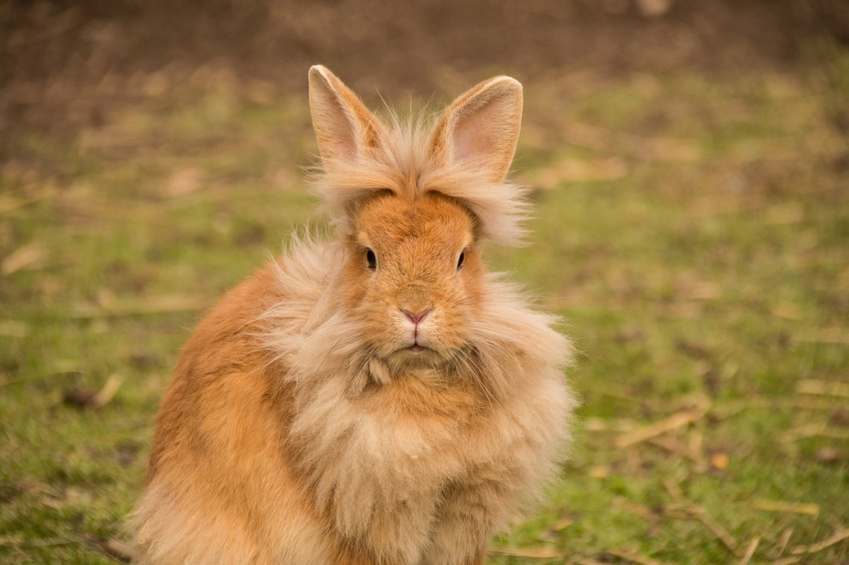 15 Of The Best Pet Rabbit Breeds Pethelpful By Fellow Animal Lovers And Experts