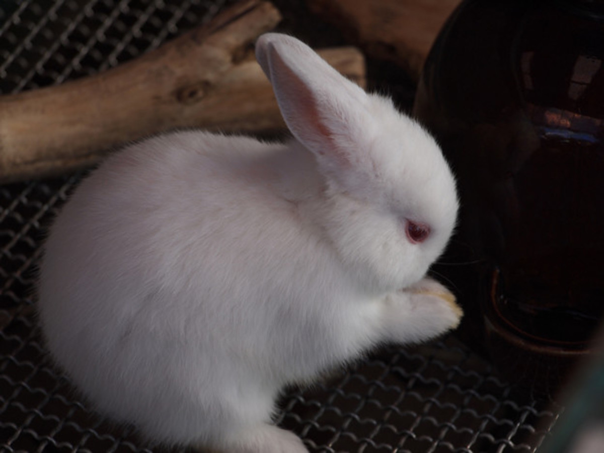 15 Of The Best Pet Rabbit Breeds Pethelpful By Fellow Animal Lovers And Experts