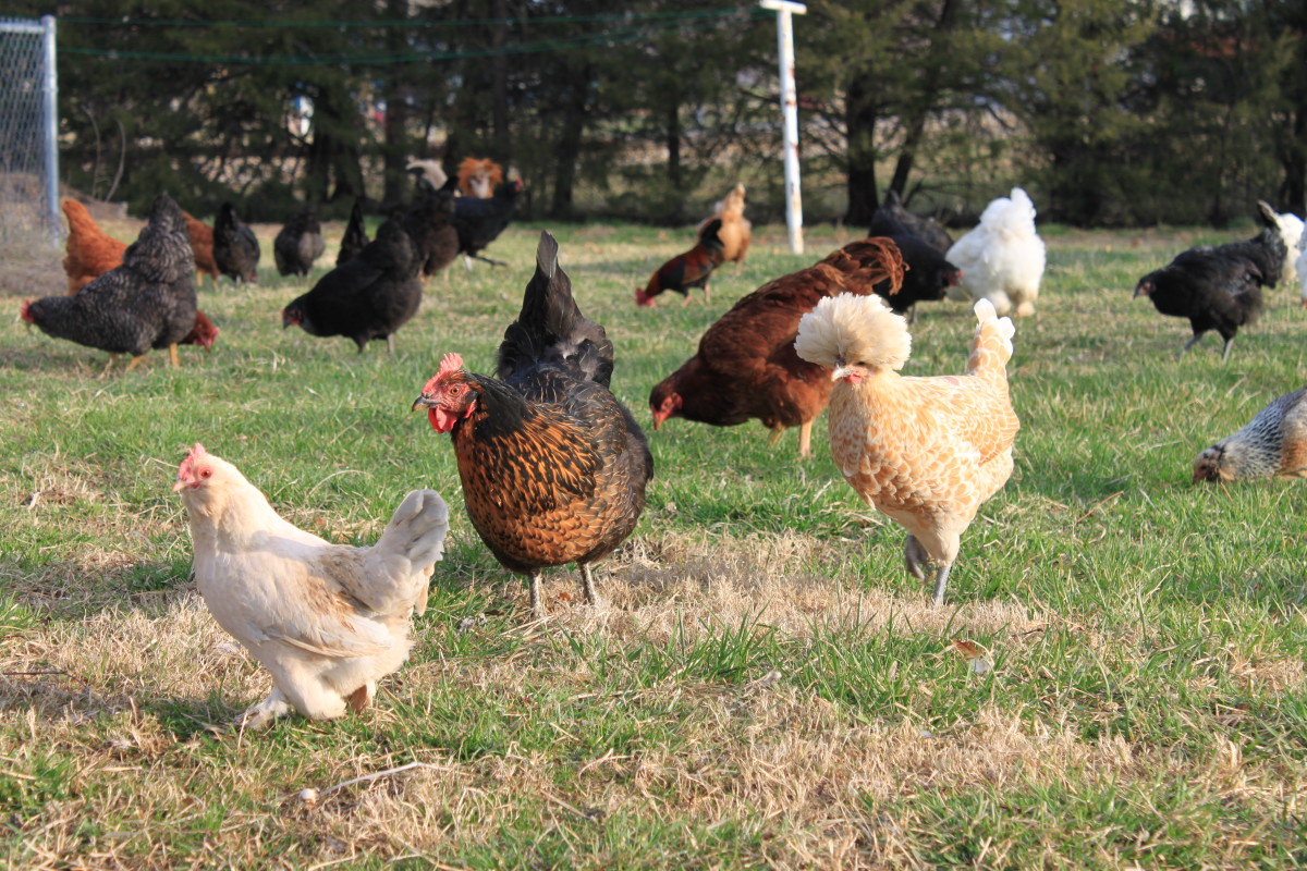 Contrary to some concerns, polish chickens can live quite happily in a mixed flock under normal conditions.