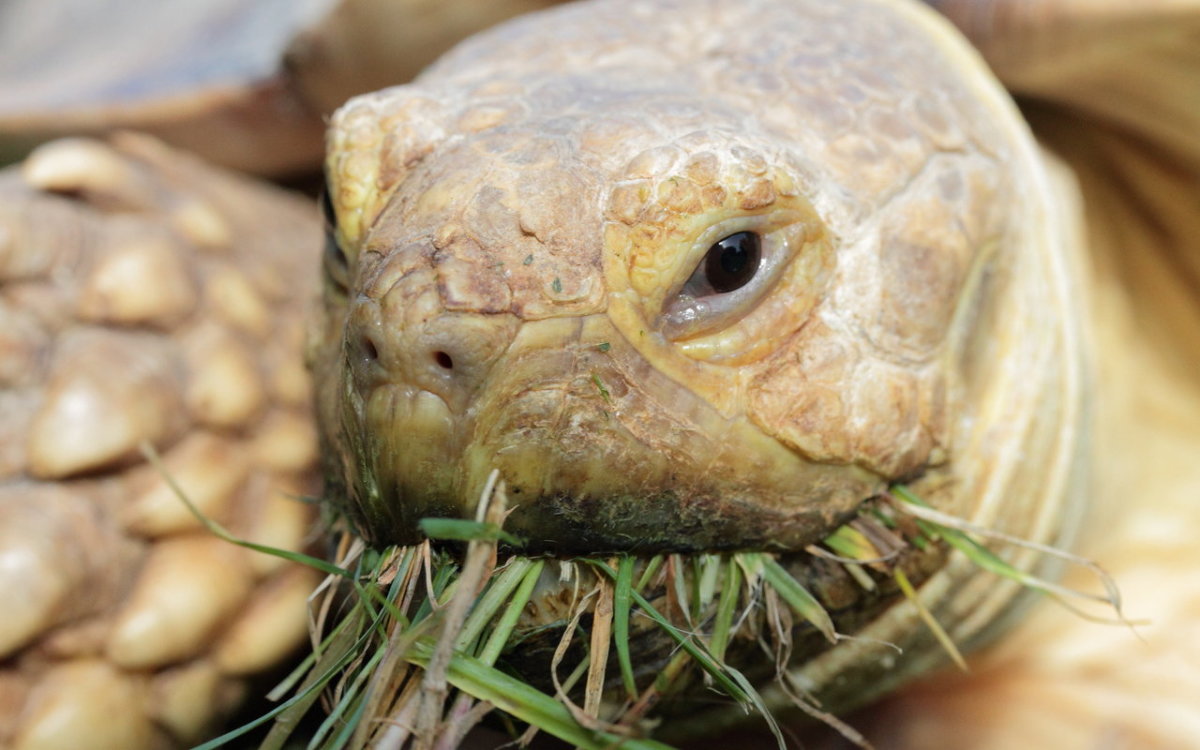 Sulcata tortoises are strictly herbivores—they eat only vegetation.