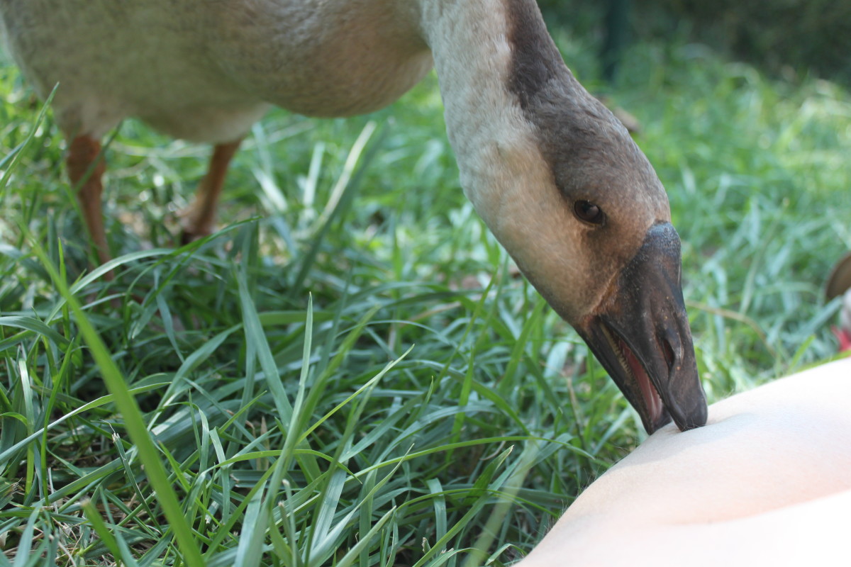 Geese will nibble and preen on each other as a sign of affection, and if they love their people enough, they will do it for them as well.
