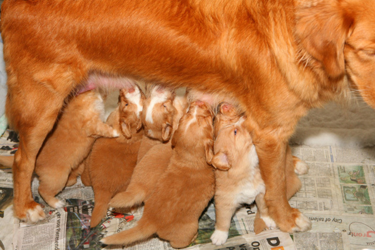 Puppies need to feed often during their first few days of life.