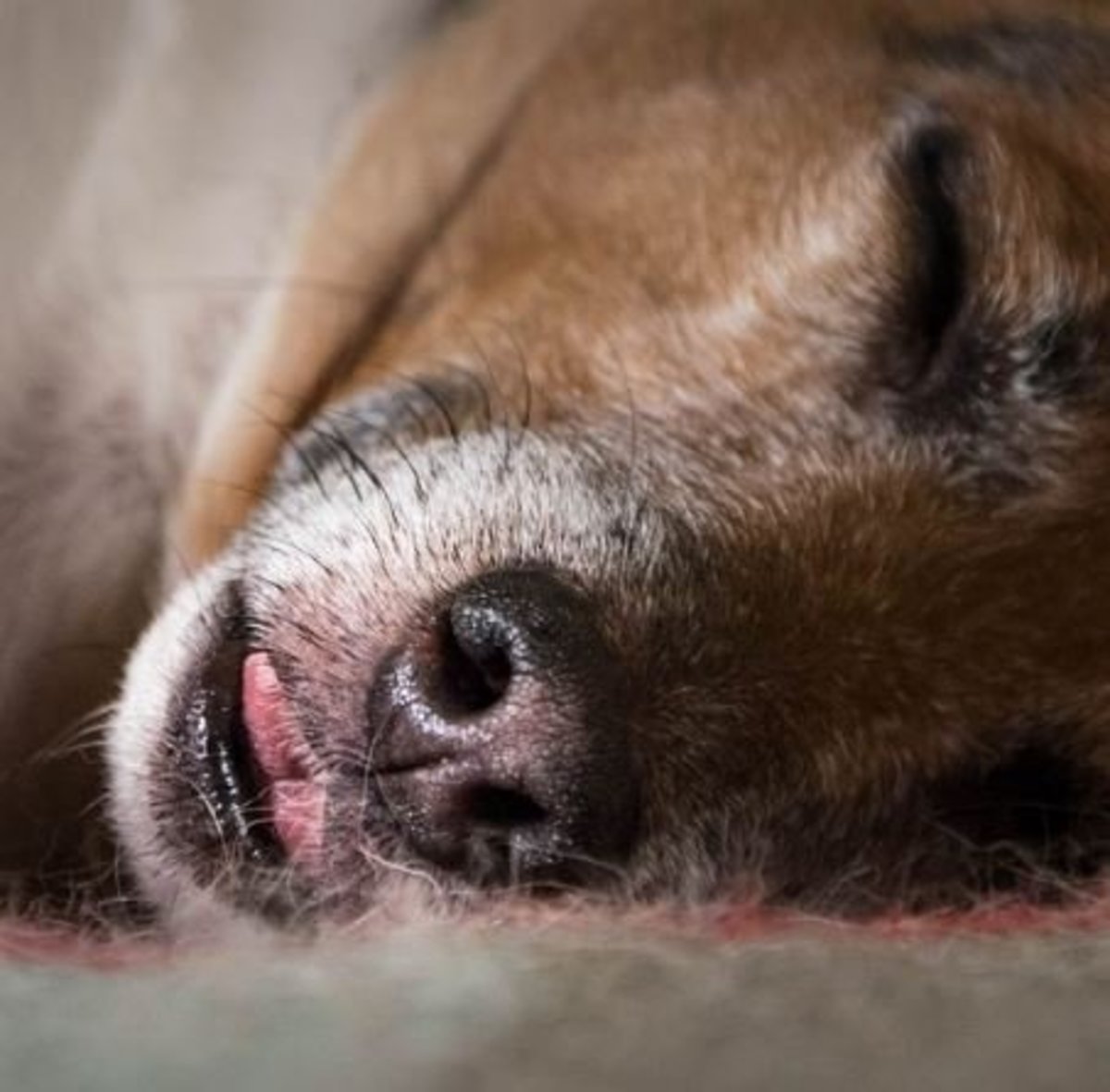 Fortunately, there are ways to reduce dog snoring.