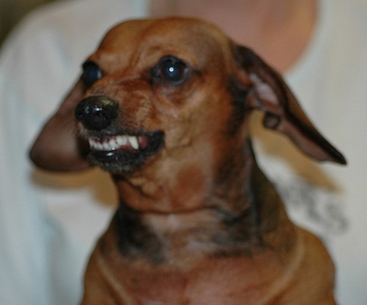 Aggressive dogs are not likely to be available for adoption.