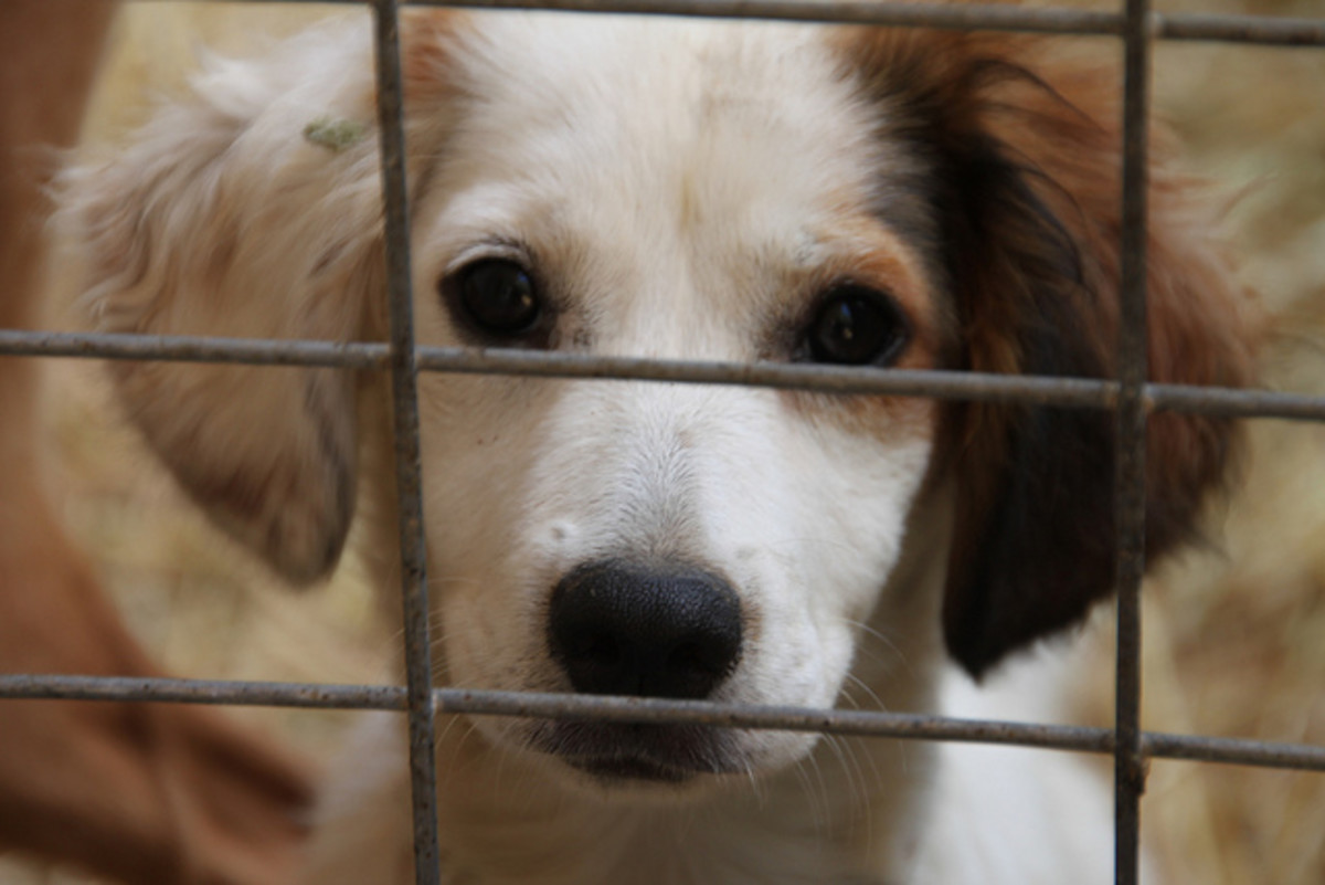 Most dogs in shelters are already tested but you should test again to make sure they are a good fit for your family.