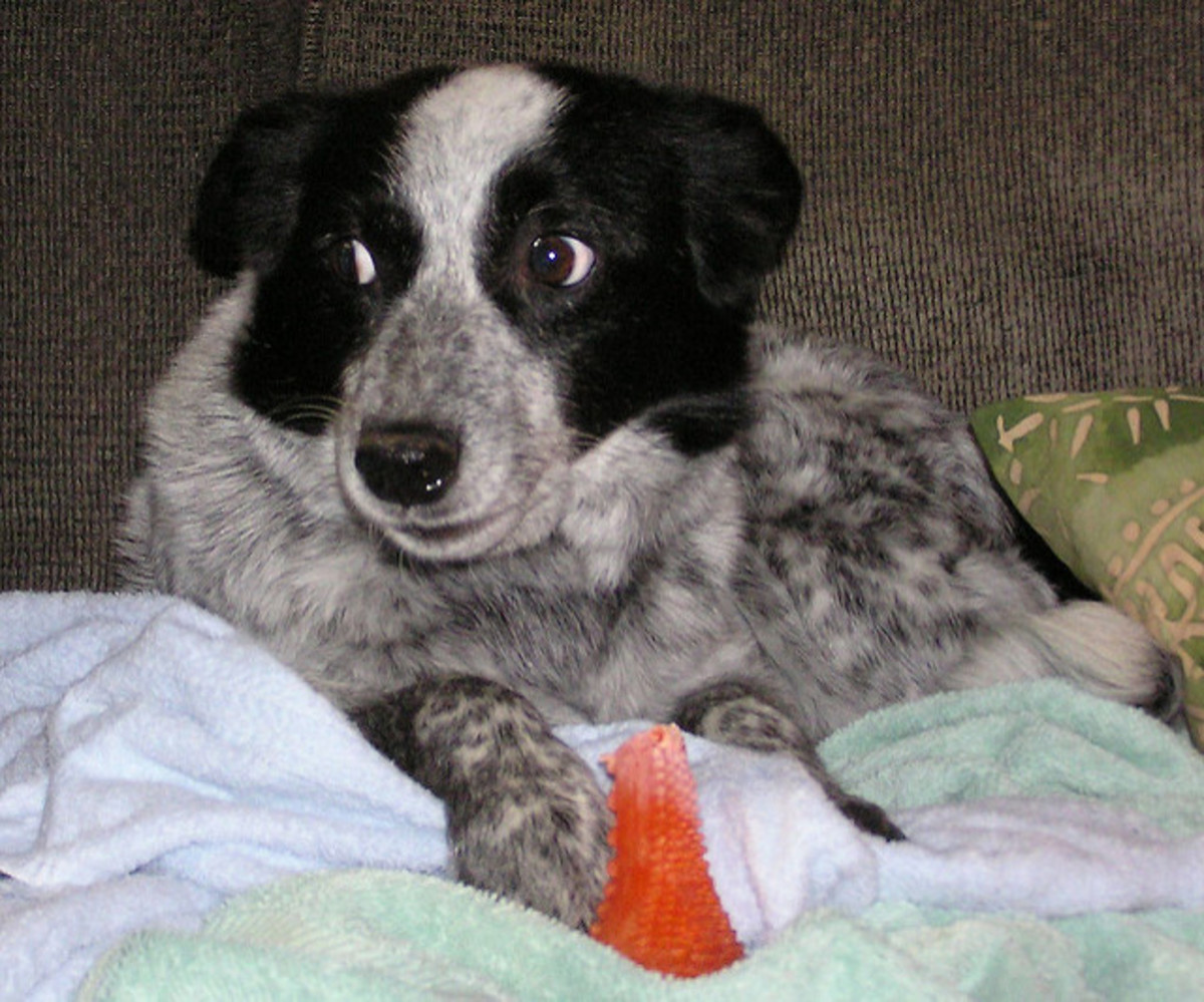 Fearful dogs may have already been identified by shelter staff.